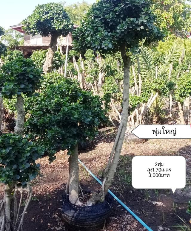 ไทรต่อยอดช้อนเงินช้อนทอง รูปที่ 13