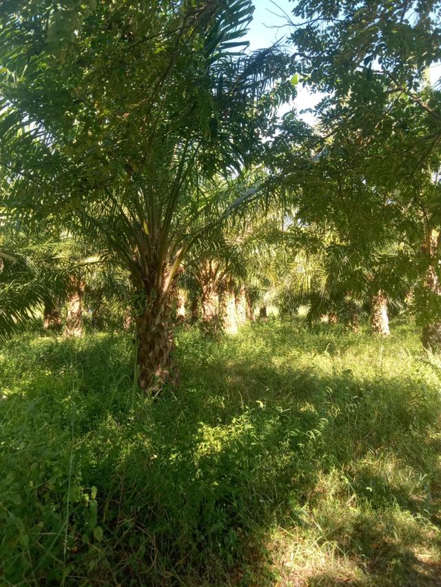 ที่ดินพร้อมสวนปาล์ม14ไร่ 5