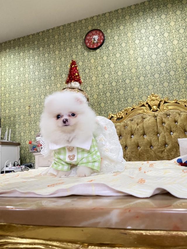 ลูกปอมเมอเรเนียนแท้ สีสวย มีหลายตัวให้เลือก 8