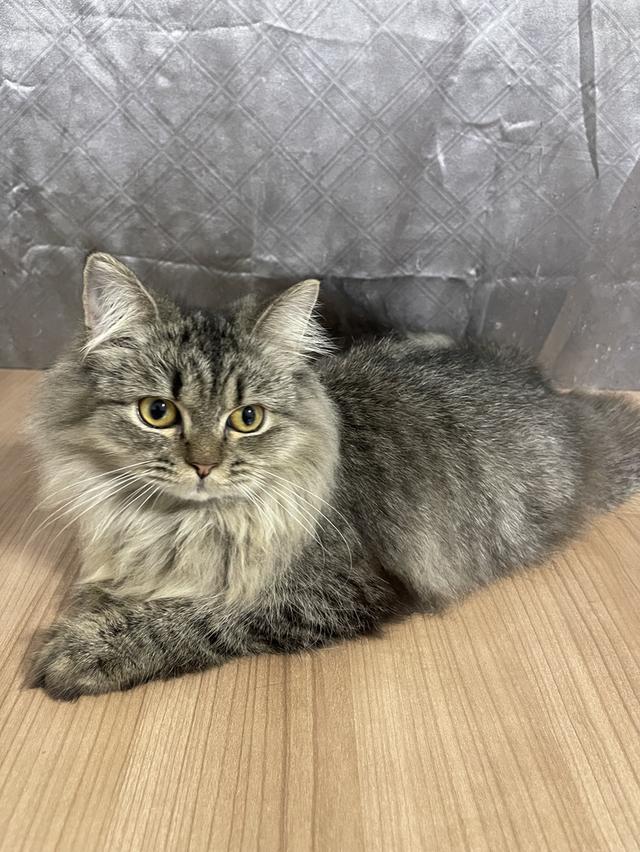 น้องแมวพันธุ์ หิมาลายันผสมชินชิล่า เพศชาย พร้อมฉีดยา