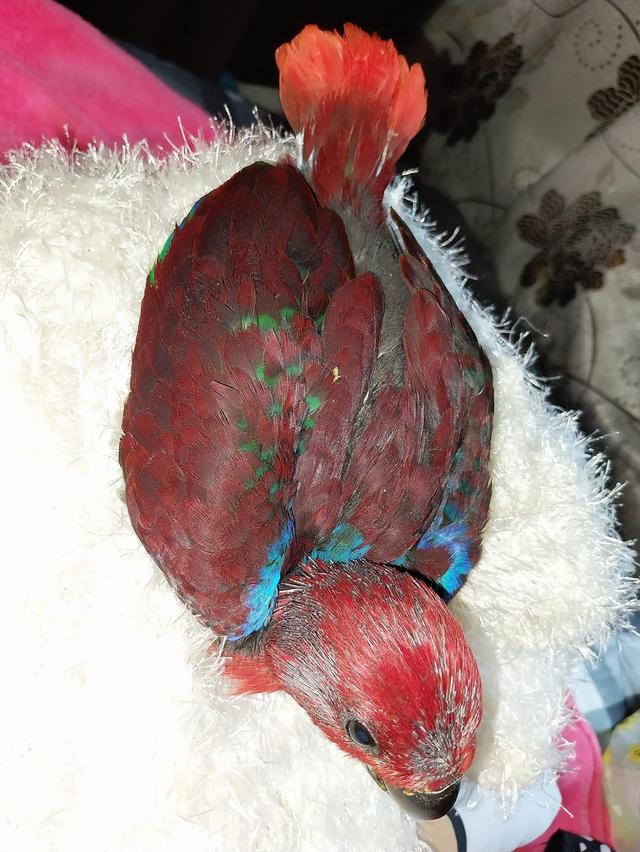นกอิเล็คตัส สีสันสวยงาม 1