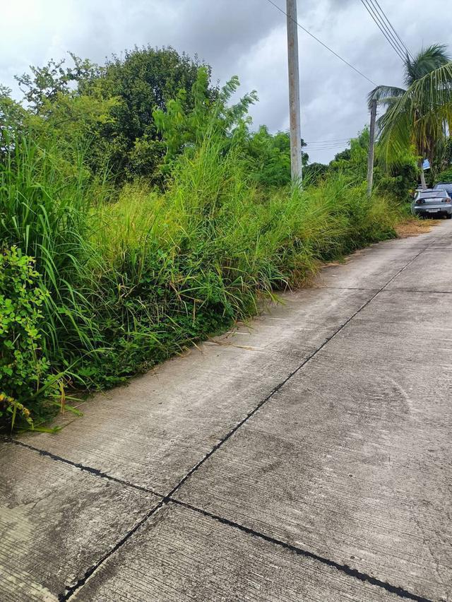 ขายที่ดินโป่ง พัทยาเนื้อที่ 2 ไร่ ใกล้ถนนกระทิงลาย-ปลวกเกตุ-800เมตร อ.บางละมุง ชลบุรี