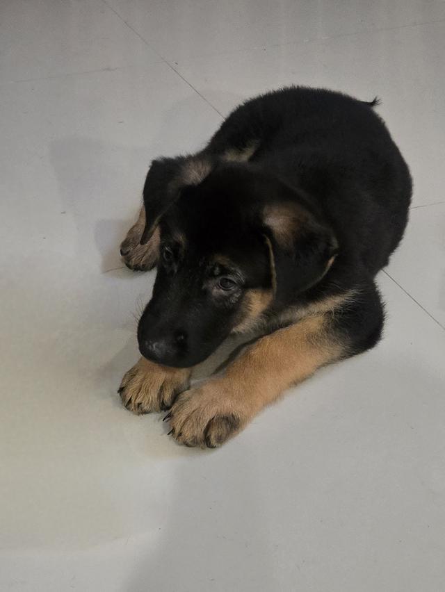 Urgent Sale German Shepherd Puppies and Parents āļĢāļđāļāļāļĩāđ 9