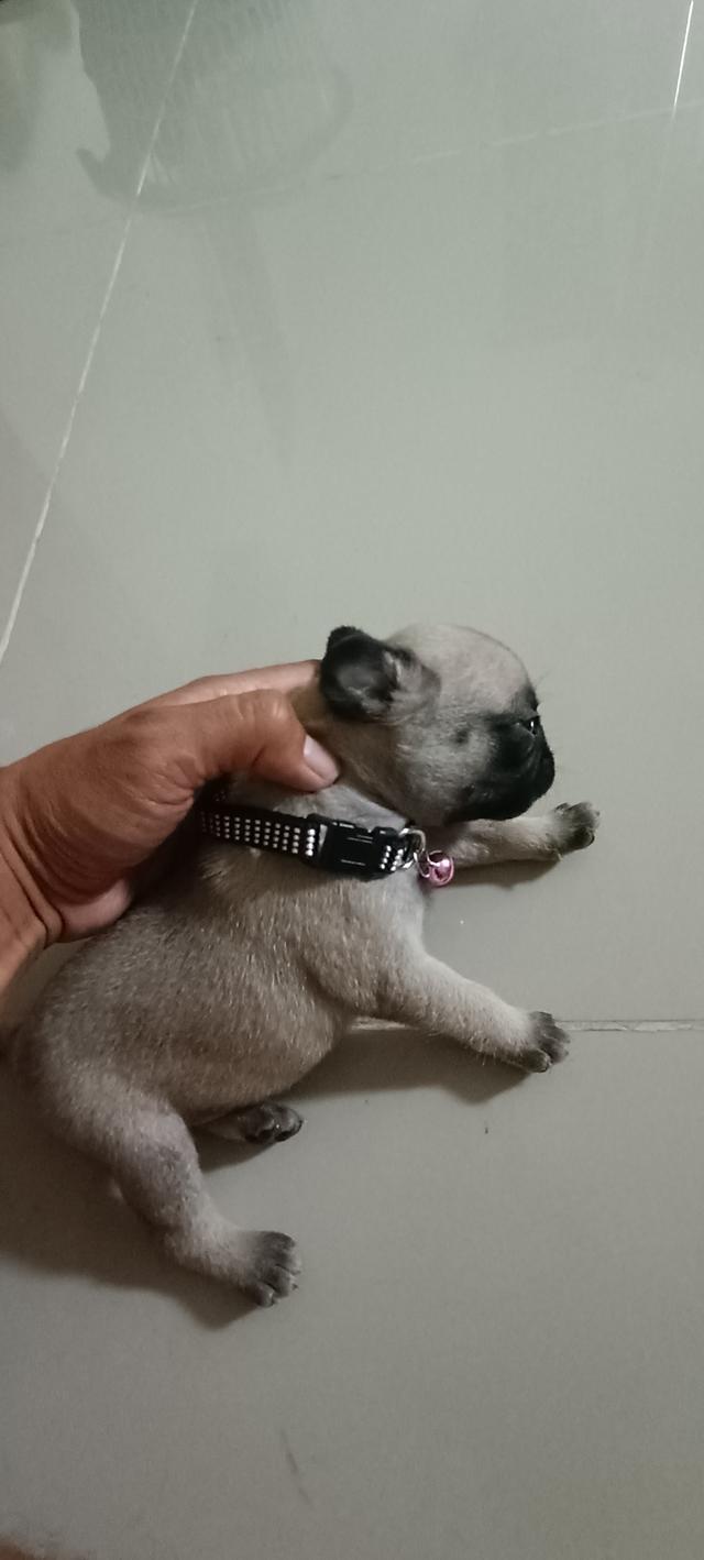 ขายน้องปั๊กแท้ ชลบุรีครับ 5