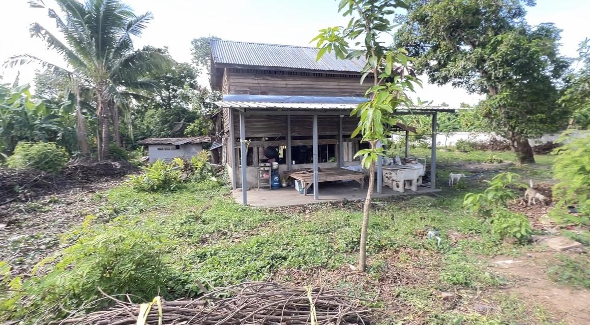 ขายที่ดินสวย ในชุมชน สะดวกน้ำไฟท่อระบายน้ำ พร้อม ต.ทองเอน อ.อินทร์บุรี จ.สิงห์บุรี 5