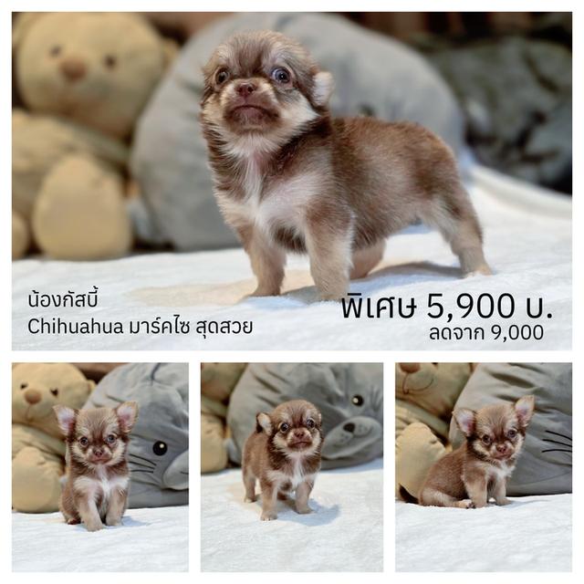 น้องกัสบี้ชิวาวาขนยาวมาร์คไซเพศเมียไซส์เล็กจิ๋ว 6