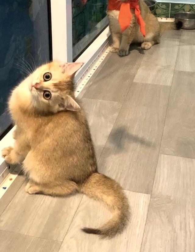 British Shorthair ดญ พร้อมย้าย • ใบเพ็ด WCF • วัคซีนครบตามวัย • จากฟาร์มจดทะเบียน Aoivelle