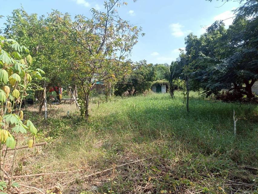 ขายที่ดิน แปลงมุม ถมแล้ว เนื้อที่ 194 ตารางวา ถนนพุทธมณฑลสาย 4 ตำบลบางกระทึก อำเภอสามพราน จังหวัดนครปฐม 9