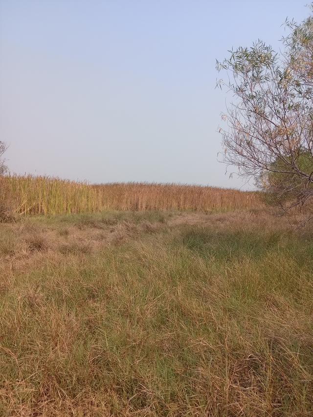 ขายที่ดิน 8 ไร่ 23 ตารางวา 2