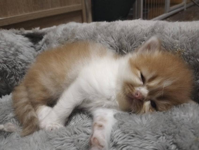 ลูกแมวเปอร์เซีย ส้มขาว กาฟิว