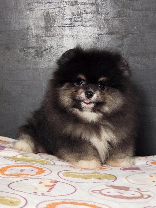 ปอมผู้