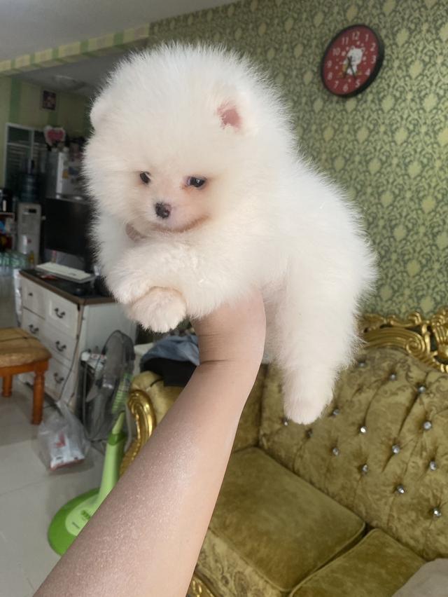 ปอมแท้ อ้วนกลมฟู ขนแน่น พร้อมย้ายบ้าน รูปที่ 5