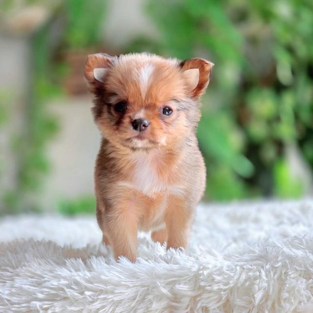 ชิวาวาแท้ เพศเมีย ขนยาว รูปที่ 10