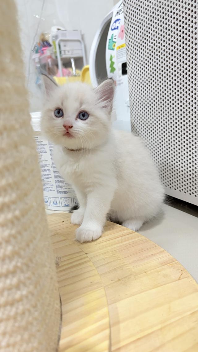 แมวสายพันธุ์Ragdoll ผู้หญิง 40,000 บาท ตรวจสุขภาพก่อนย้ายบ้าน มีใขเพ็ด WCF ทำวัคซีนแล้ว รูปย่อยที่ 3