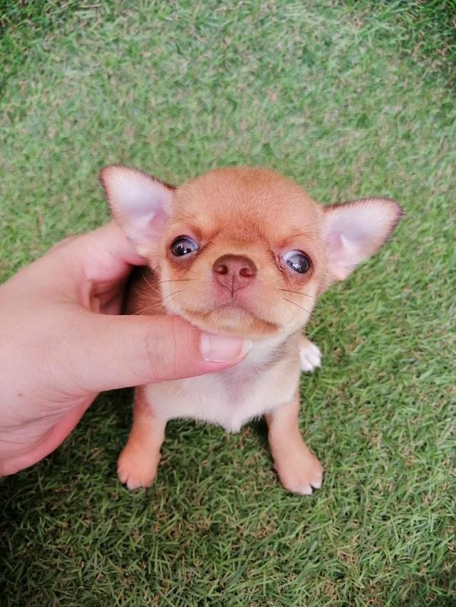 ชิวาว่าเเท้ขนสั้น ญ. 8