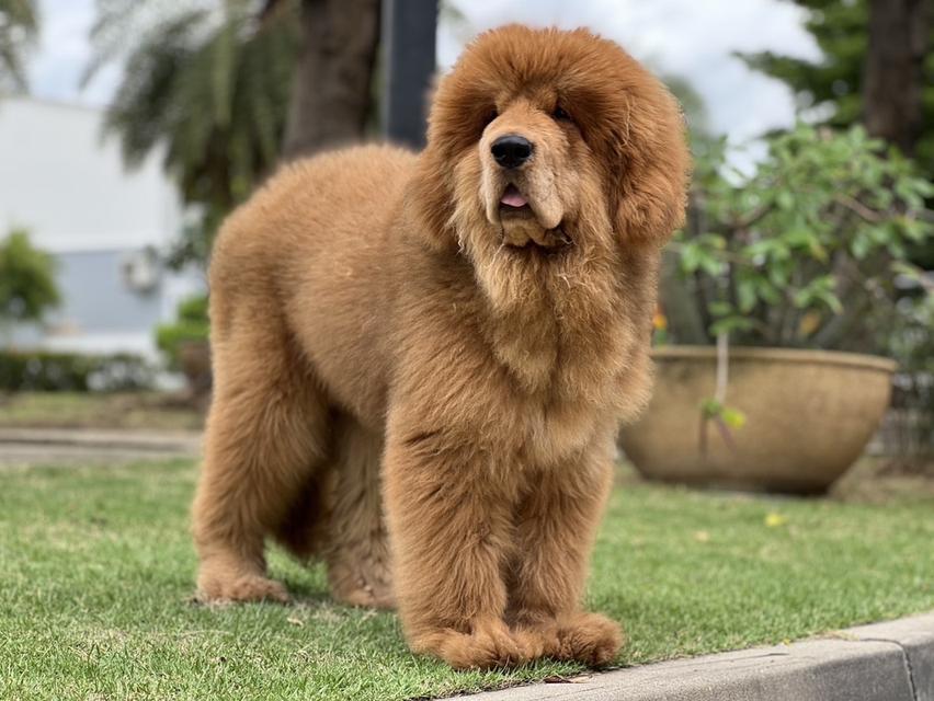 ทิเบตัน มาร์ฟทิฟ นำเข้าจากประเทศจีน 7