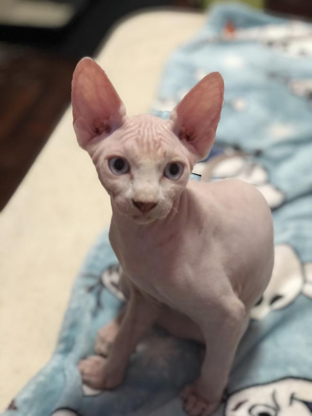 Sphynx cat แมวสฟิงซ์ сфинкс-кошка