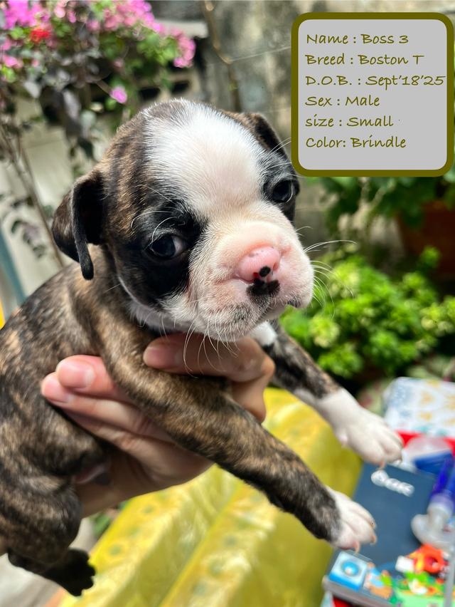 บอสตันเทอร์เรียร์