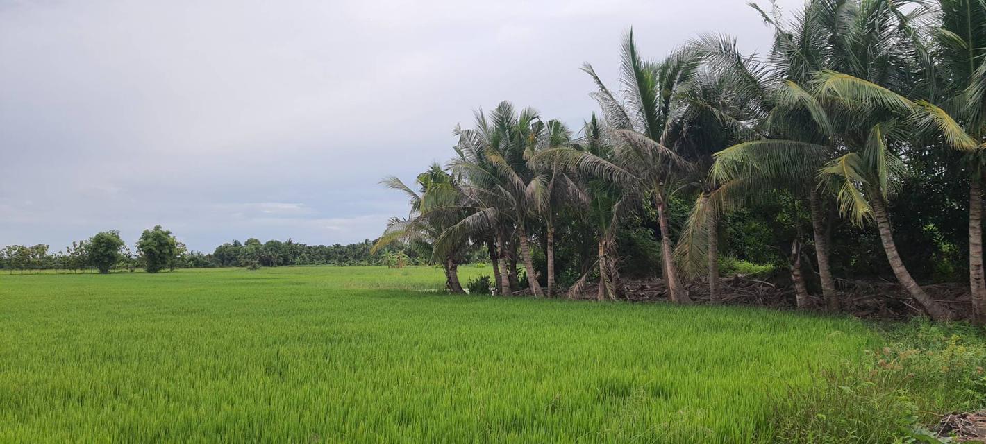 ขายที่ดิน 3