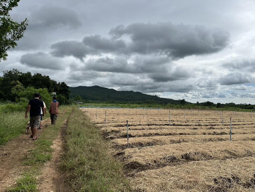 ขายที่ดิน 42 ไร่ วังดง กาญจนบุรี ติดลำห้วย วิวเขาล้อมรอบ บรรยากาศธรรมชาติ 6