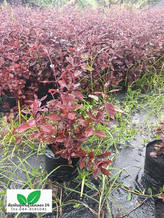 แดงชาลี ต้นแดงชาลี 5