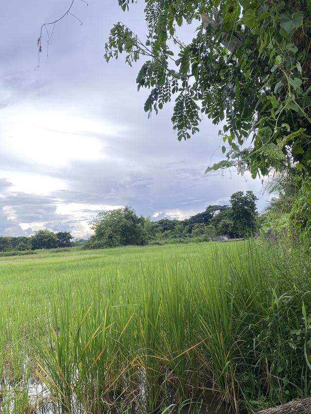 ขายที่ดินอำเภอเมืองลำปาง ที่ทุ่งนา 2 ไร่ 97 ตรว. มีถนนตัดผ่านน้ำไฟเข้าถึง  6