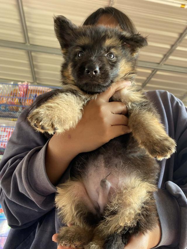 สุนัขเยอรมันเชพเพิร์ด รูปที่ 5