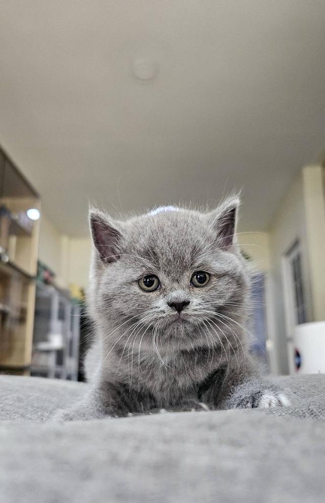 บริติช สก็อตติช แมวน้ำน้อย รูปที่ 7