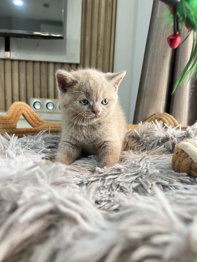 ลูกแมว บริติช ช็อตแฮร์ ใบเพ็ดนอกWCF(British Shorthair) 14