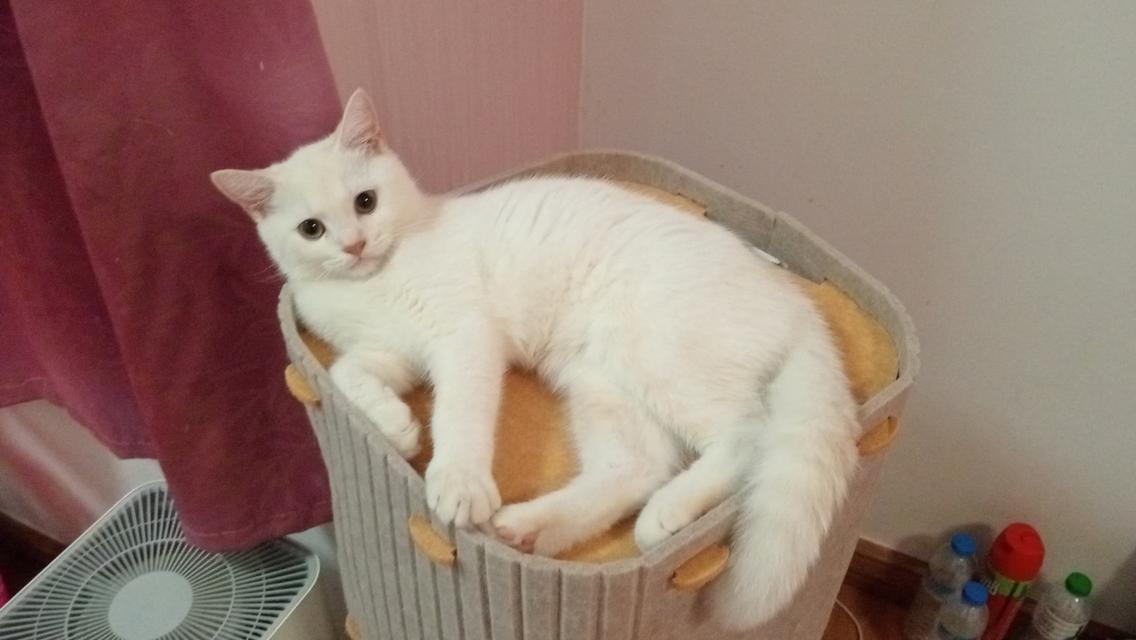 ลูกแมวสก็อตติชโฟล์ด 4 เดือน