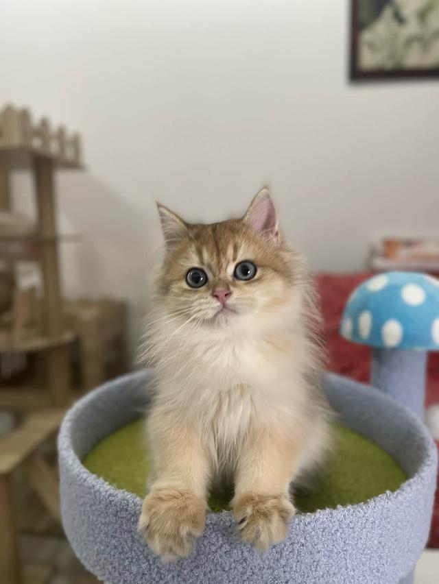 British Longhair WCF 15