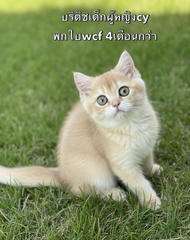 แมวบริติชเด็กผู้หญิง 3