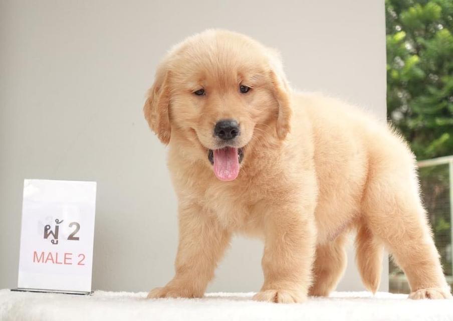 Golden Retriever Puppies | WhatsApp me : +66 63 826 3042