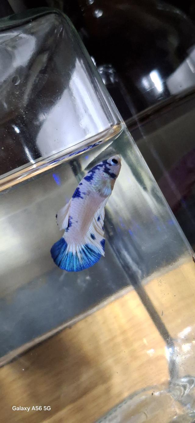 ปลากัด มาเบิ้ล-แฟนซี-สวยงาม 8