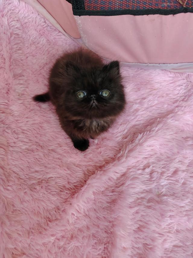 แมวเอ็กโซติกขนยาวสีดำ