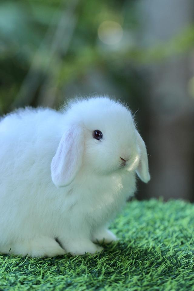 Hollandlop Harlequin Magpie Blue Eyes White Ears Doe 3