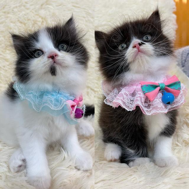 แมวเปอเซีย