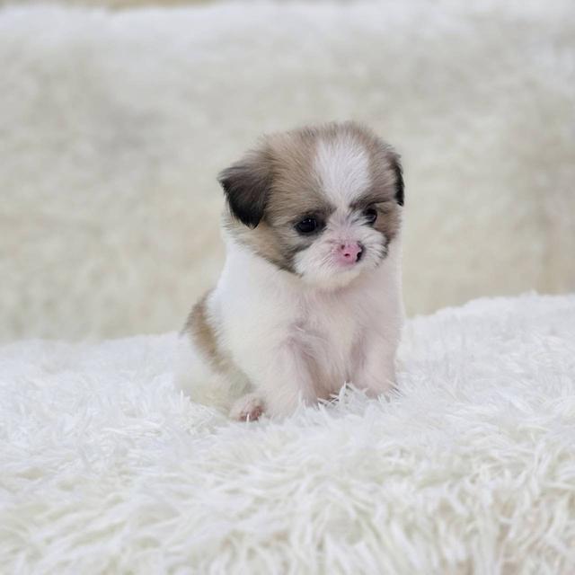 ชิสุผสมปอม เพศเมีย พิกัดรามอินทรา 6