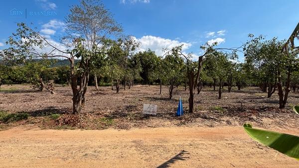 ขายที่ดินเปล่า พร้อมสวนมะม่วง 180 ตร.ว. / 199,999 บ.  097 446 4446 8