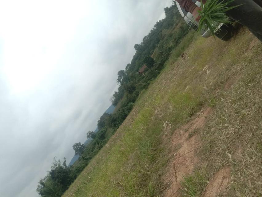 ที่ดินเปล่า 20 ไร่ๆละ 5 แสน แบ่งขายได้ คลองสอง วังน้ำเขียว 8