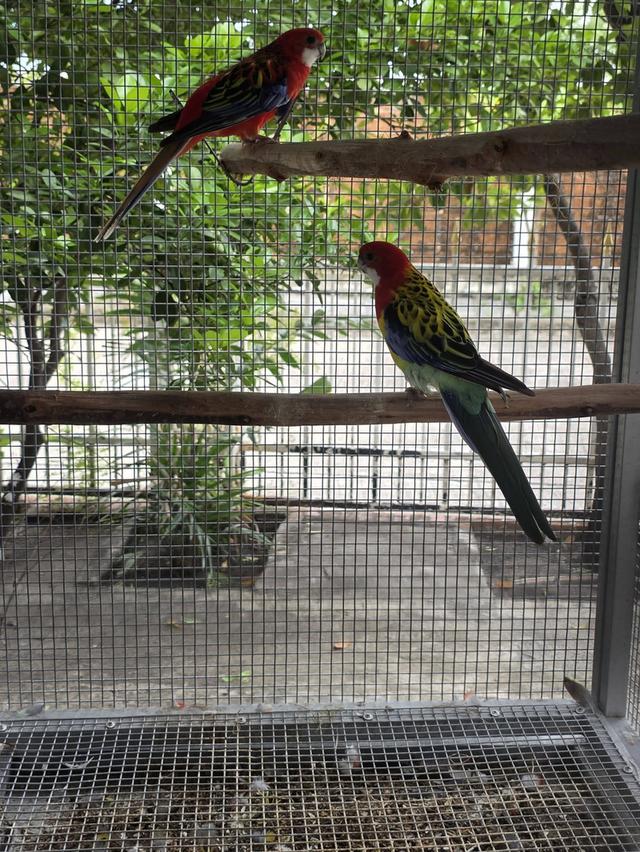 นกแก้วโรเซลล่า Rosella Parakeets รูปที่ 5