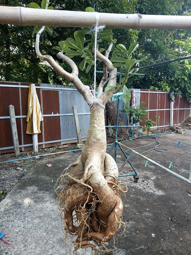 บอกเลย หายาก ที่โตธรรมชาติ ไม่ใช้สารเร่งได้ๆทั้งสิ้นชวนชมพันธุ์เก่าใหญ่