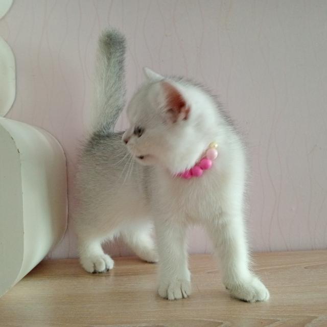 😺ลูกแมวสก็อตติชโฟล์ดแท้🐈🐈🐈 8