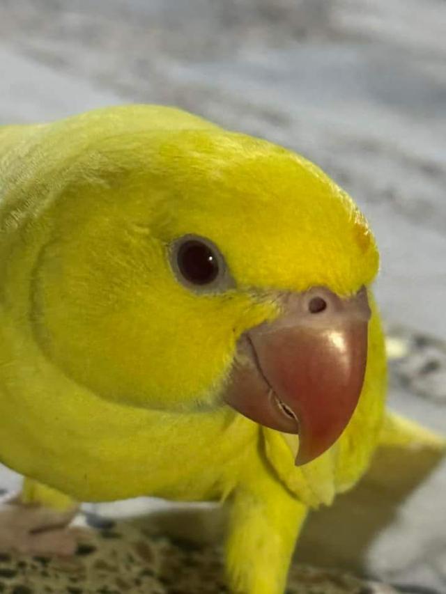 นกแก้ว ตัวผู้สีเหลือง 4