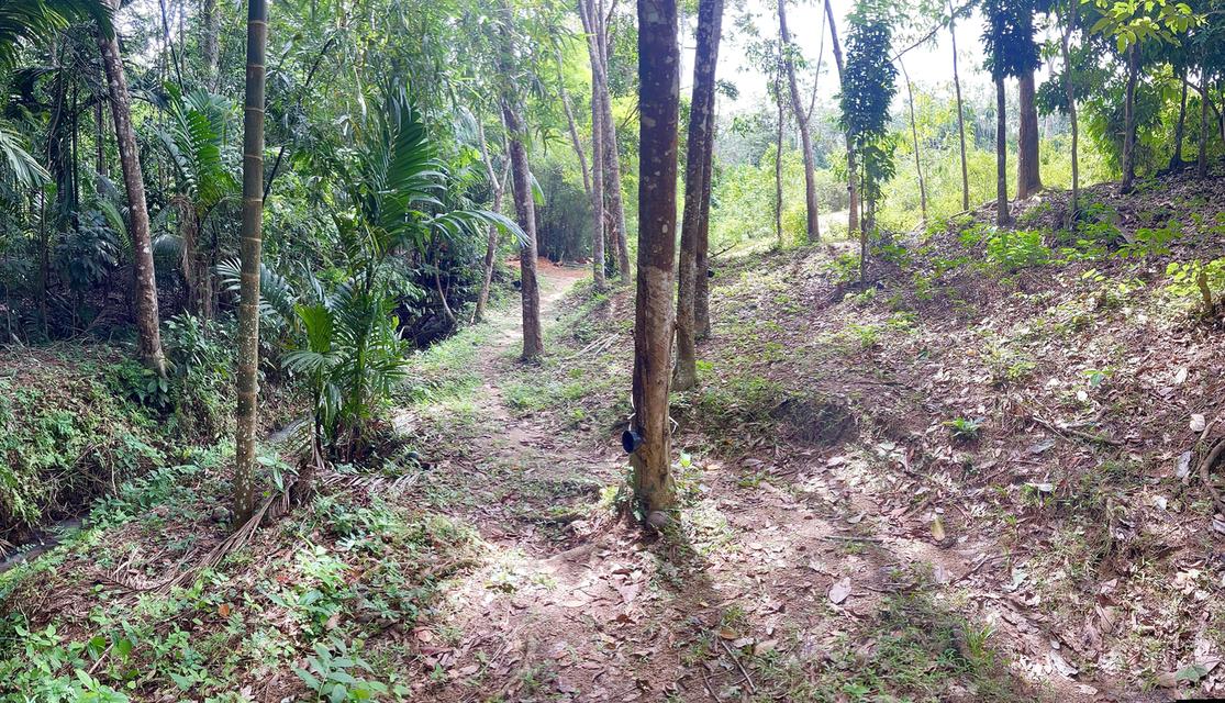 ขายสวนยาง 8 ไร่ 2 งาน70 ตารางวา คลองหรัง 3