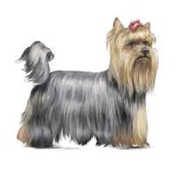 ยอร์คเชียร์ เทอร์เรีย (Yorkshire Terrier) 2