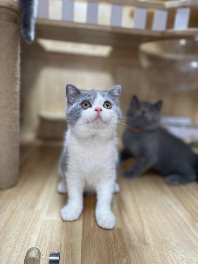 แมวมันช์กิ้นขายาว พร้อมย้าย 15