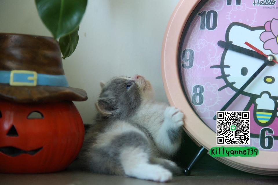 แมวหิมาลายันบริติชแท้ 12