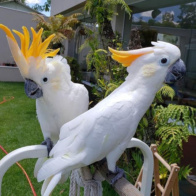 Cockatoo Parrots  WhatsApp me : +66 63 826 3042
