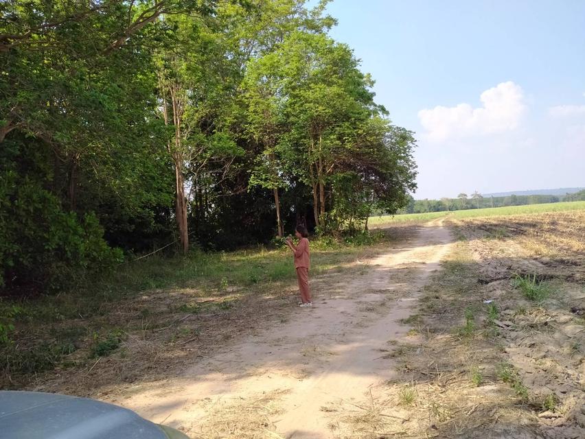 ขายที่ดิน จำนวน 43 ไร่ 3 งาน 49 ตารางวา 2